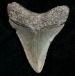 Juvenile Megalodon Tooth - South Carolina #10684-1